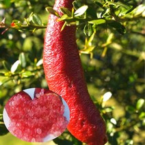 핑거라임 미아로즈 접목 2년 캐비어라임 묘목 나무