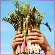 인기폭주 프리미엄 강원도 횡성 눈꽃 땅두릅, 1.5kg