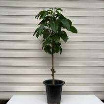 [다은꽃농원]대엽홍콩야자 대엽야자 외목대 키우기쉬운 실내공기정화식물 이국적인 느낌의 인테리어