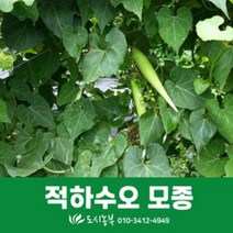 보람농자재 적하수오모종/20주/하수오모종/텃밭/모종