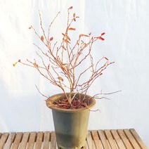 블루베리 중형 결실주 나무 묘목 화분 분재 키우기, 1개