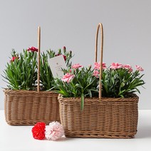 피플랜트 향 카네이션 사각라탄화분 세트 생화 모종 어버이날 스승의날 선물, 핑크 향카네이션 2개+사각라탄+감사메시지픽 SET