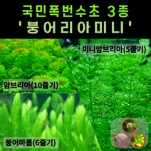 [물풀정원] 달팽이 100% 없는 청정수초 <붕어리아미니