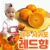 연효네 제주 레드향 설날 설선물 가정용 과일 3kg 5kg 한라봉 천혜향 할라봉 주문즉시 수확발송, 선물용 프리미엄과 5kg(11-21과)