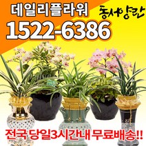동양란 서양란 동양난 서양난 호접란 고급난 당일 배송 승진축하 난배달, (선택65)플로선셋