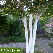 자작나무 잭큐몬티 키80cm내외 포트 하얀수피 백자작 도랜보스, 키80cm내외 120L포트