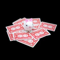 마술도구 초보자 학예회 장기자랑 멘탈매직 카드 찾는 토끼 파인드 레빗 카드