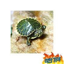 거북이)쿠터 수생거북이 1마리-애완 관상용 수생4계절 포장비무료