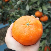 제주 제철 서귀포 레드향 빨간귤 못난이 노지 하우스 가정용 선물세트, 레드향 5kg 선물용(로얄)