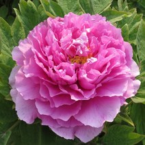 목하원예조경 명품겹목단 목단나무 묘목 겹꽃목단 (노화홍) 개화주 3지