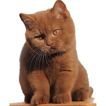 차량용 냉장고 미니 냉온장고 캠핑용 온장고 3Ratels CM29 사랑스러운 고양이 페르시아 Birman Bombay 영국, 08 CM29-8_04 40cm(15.75 inch)