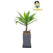 용설란 관엽 실내인테리어 아가베 아테누아타 공기정화식물, 관엽 - 용설란 아가베 아테누아타(실속형), 서울특별시/광역시/경기구단위 (배송비X)