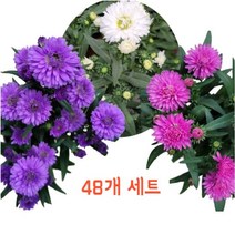 골드씨드 야생화 아스타 모종 48개 세트 2종 셀프조경 노지월동식물 전원주택조경 가을꽃 국화 여러살이해풀 아스타 포트, 48분홍, 1개