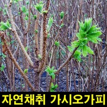 ★쭈니파파몰★ 고씨네 가시오가피300g 가시오가피 야생가시오가피, one color, free