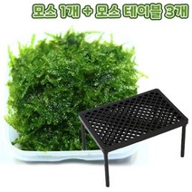 [미미네아쿠아]무결점 미니삼각 모스+플라스틱 테이블 3개 세트[바보사랑], 단품