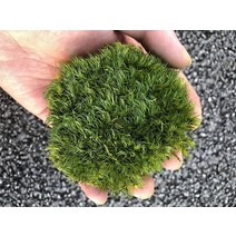 Prefleur 보존된 폴 이끼 베개 번 쿠션 내추럴 그린 장식 리얼 내추럴 그린 DIY 키트 테라리움 정원 예술 벽 장식 꽃집 장식 부활절 테이블 장식 결혼식(1.5제곱피트 그, 1.5 sq.ft, Green-A, Green-A