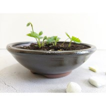 백년옹기 무공해 옹기야생화화분 항아리화분 소 중 대, 1개
