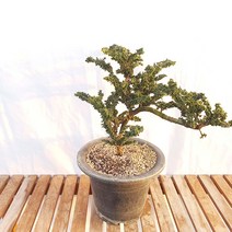 중형 석화회 분재 야생화 미니 편백 피톤치드 나무 묘목 화분