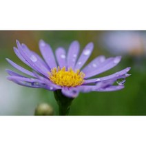 벌개미취 8cm포트묘 (7개묶음) 노지월동다년초 약용식물 [꽃심야생화]