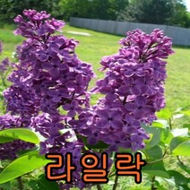 라일락나무 삽목2년생(어린묘) 10그루 나무묘목 과실수 꽃나무 조경수 관목