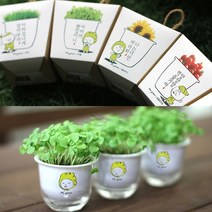 하bire_화분 미니화초 식물재배 텃밭 키우기 새싹기르기 만들기 재배용♥rel, ♥rel브로의 방울토마토