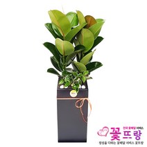 꽃뜨랑 개업화분 전국당일꽃배달 스투키 행운목 금전수 황금죽, 1개, a03나무 고무
