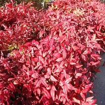 착한가격 나무생각 / 남천나무 / 포트묘 / 5주, 주