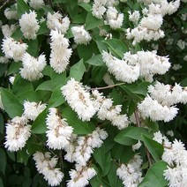 충주원예조경/말발도리/1.2m/개화주, 주