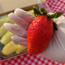싱싱창고 논산 딸기 당일출하 산지직송 설향 생딸기 제철 과일 선물세트 선물상자 1kg, 1.6kg