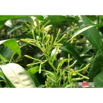 허브(Herb)/채소식물 야래향 화분모종 4개 (L0302)