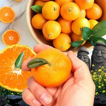제주 감귤 서귀포 효돈 프리미엄 고당도 하우스 귤, 5kg 대과 (L - 2L) 쥬스용, 제주도 하우스감귤
