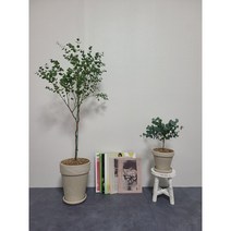비염에 좋아요 싱그러운 유칼립투스 대형, 피치색
