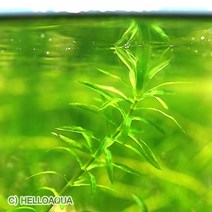 바보사랑 수초 아나카리스(검정말) 5촉 열대어 어항 수족관 수중식물.헬로아쿠아