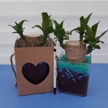 미니 행운목 테라리움