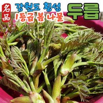 (최상품) 자연산두릅 자연산 눈꽃 땅두릅 두릅 두릎 두룹 땅두릎 나물 300g 500g 1kg 2kg, (3) 눈꽃땅두릅 1kg, 1개