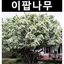 이팝나무 묘목 실생2년 뿌리 특묘 5개/정원/공원/조경수