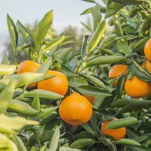 [향기에반하다] 선송 L타입 프래그런스오일 미국 향수 캔들 디퓨저 방향제 룸스프레이 만들기, 선송 F.O 500ml