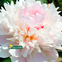 겹작약 [1포트] 알러티 핑크 (복남이네 야생화 모종 알러티에 alertie peony), 1개