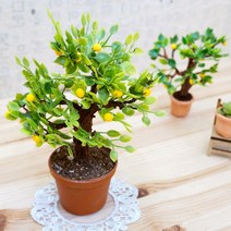 복이 들어오는 금귤 나무, 10~15