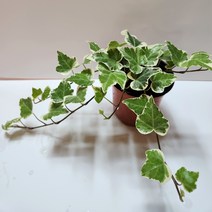 무늬아이비 화분, 1개