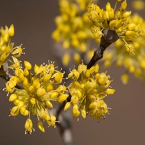 산수유 실생2년특묘 5주 나무 D453