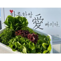 하루한쌈 다이어트 유럽채소 알뜰박스, 600g