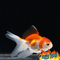 오란다 금붕어 (2마리)