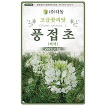 대엽 민들레 1000립 - 야생화 씨앗 꽃씨 씨 꽃씨앗 야생화씨앗 고급꽃씨 고급꽃씨앗 민들레씨 민들레씨앗, 17_다농_풍접초(백색)(0.5g)