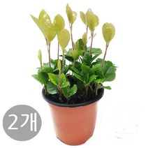 도도팜 1+1 아이비 식물 스킨답서스 행운목 개운죽 풍란 행운목 테이블야자 호야 산호수 율마 천냥금 오렌지자스민 수퍼바 산세베리아 금전수 스파트필럼 스투키 문샤인 남천 고무나무, 16. 1+1 산호수 1개