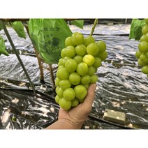 김천 샤인머스켓 탕후루 거봉 씨없는 청포도 망고 애플 사파이어 캠벨 2Kg, 1개, 1.5Kg (2~3수)