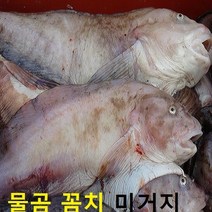 (쌍다리상회) 생물 물곰 물곰치 1-3마리 5kg이상 10-15인용, 생물 물곰치 통마리 5kg이상 10-15인용