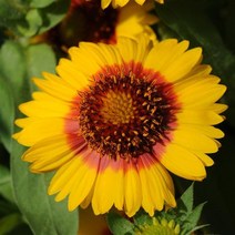 천인국 메사 고급왜성종 컬러선택(꽃씨앗 종자/ 10립)Gaillardia Mesa, 브라이트바이칼라