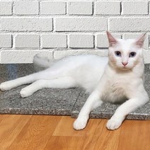 천연화강석 강아지대리석 애견쿨방석 쿨매트, 천연화강석/실버그레이