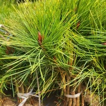 봄바람가든 황금반송 접목1년특묘 꼼꼼한포장 반송 소나무묘목 조경수